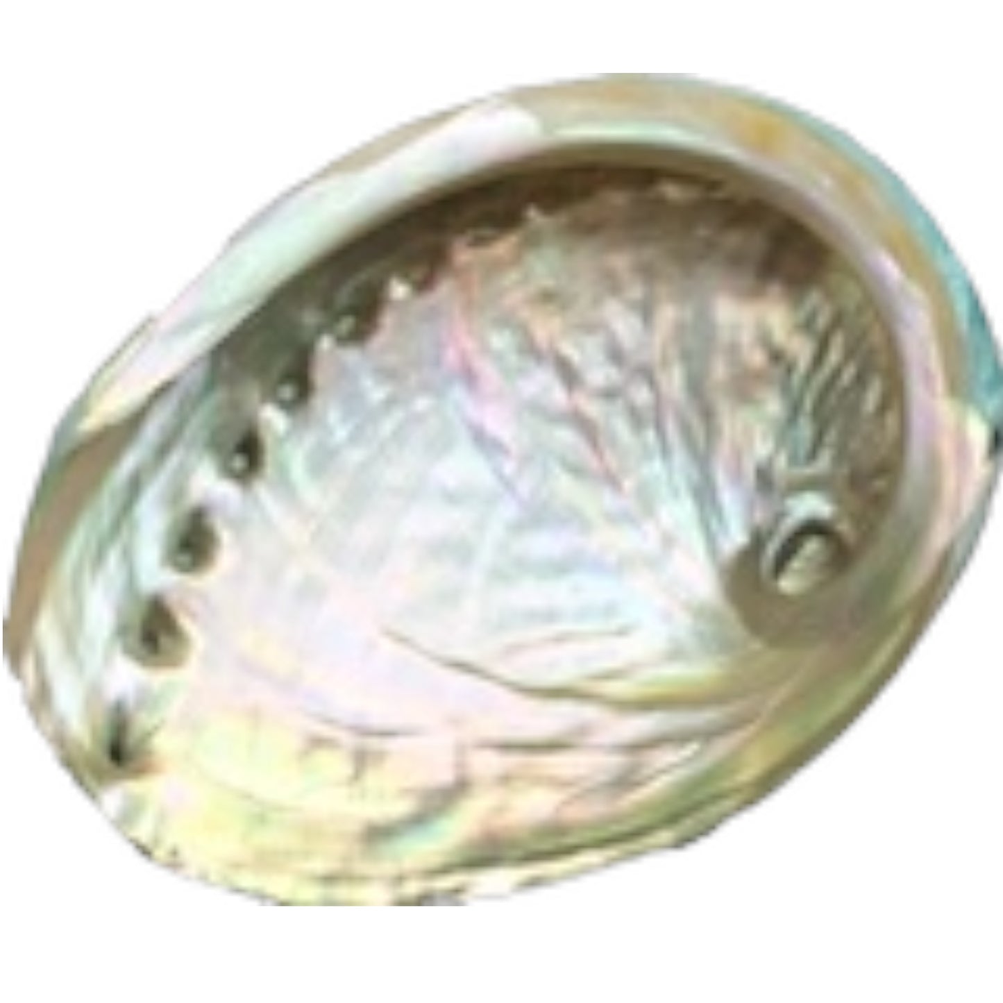 Abalone Shell  - Mini